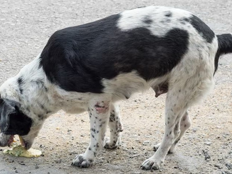 Denuncian nuevo caso de envenenamiento masivo de perros en Guadalupe