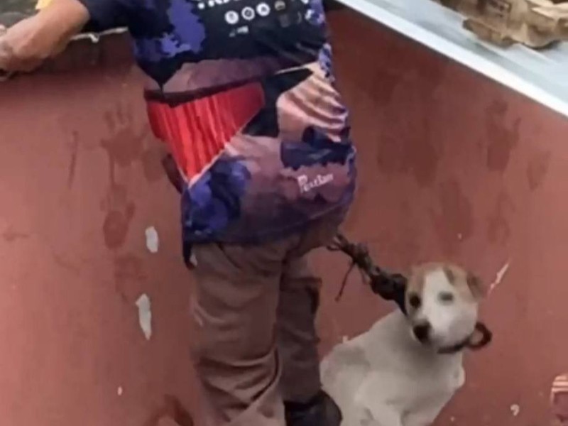 Denuncian nuevo caso de maltrato animal en Xalapa
