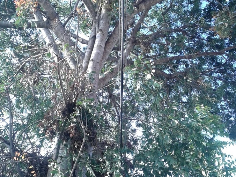 Denuncian otro árbol cercano a cables eléctricos