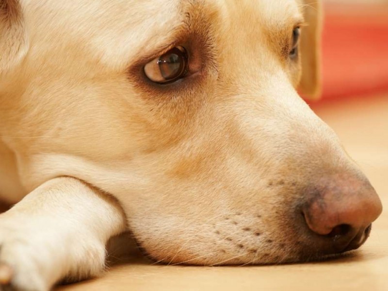Denuncian otro caso de zoofilia de menor a su mascota