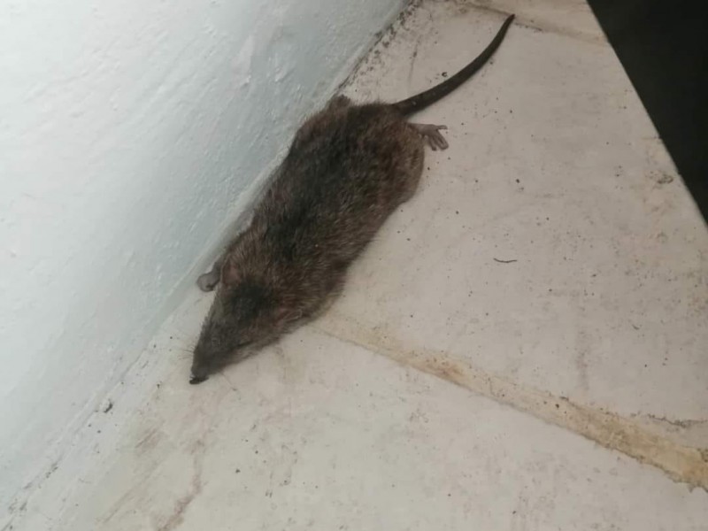 Denuncian plaga de ratas en Gran Takazo