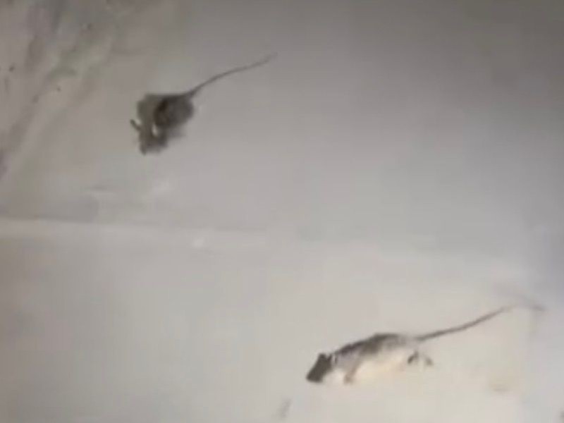 Denuncian plaga de ratas en San Pablo Tepetzingo | Meganoticias