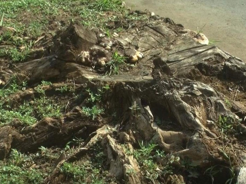 Denuncian poda de árboles monumentales en Zamora