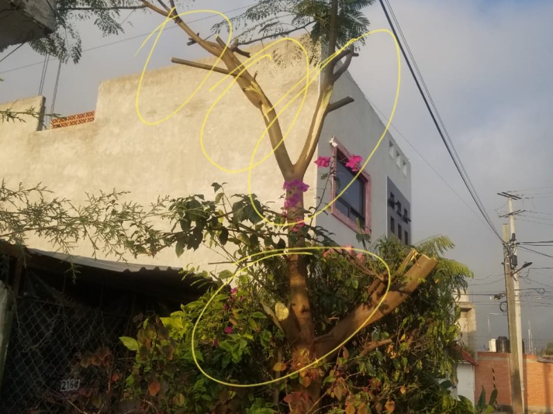 Denuncian poda drástica de jacaranda, piden sanción