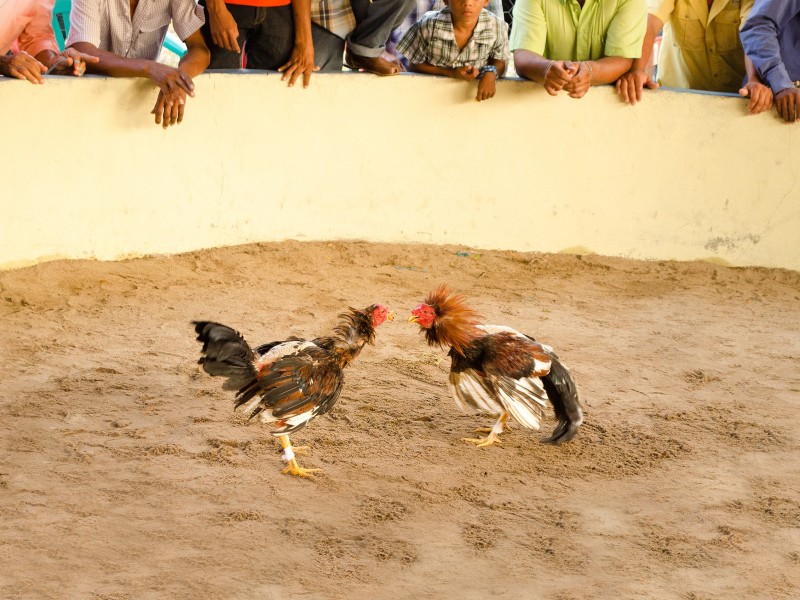 Denuncian posible realización de pelea de gallos en este municipio