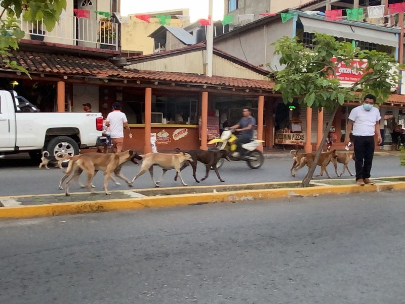 Denuncian presencia de jaurías de perros en centro de Zihuatanejo