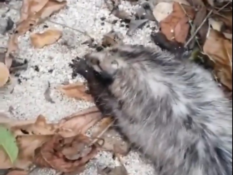 Denuncian presunto envenenamiento de animales en Arroyo Chahué, Huatulco