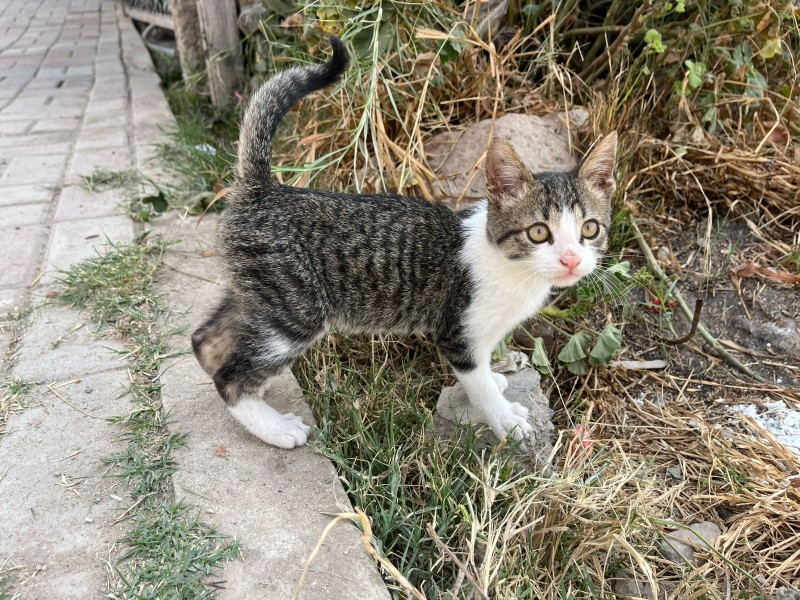 Denuncian presunto envenenamiento de gatos y perros en Lomas de la Selva
