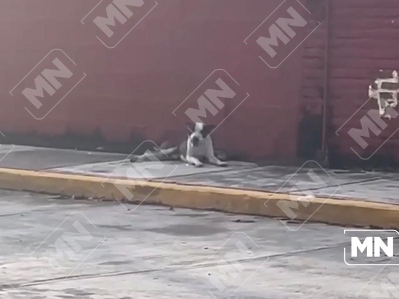 Denuncian presunto envenenamiento de perro cerca de secundaria en Zihuatanejo