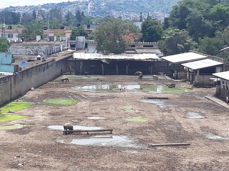 Denuncian problemas por criaderos de cerdos; Colonia Venceremos