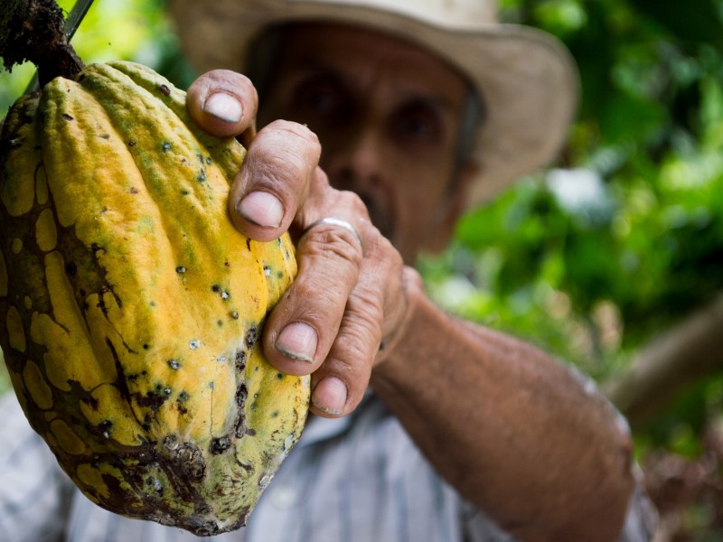 Denuncian productores de cacao falta de programas sociales