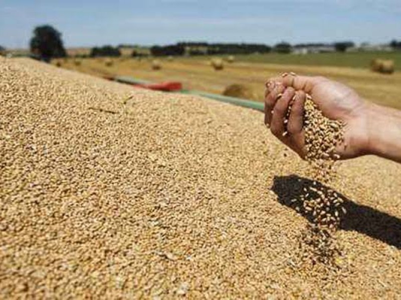 Denuncian productores de granos irregularidades en convocatoria de SEGALMEX