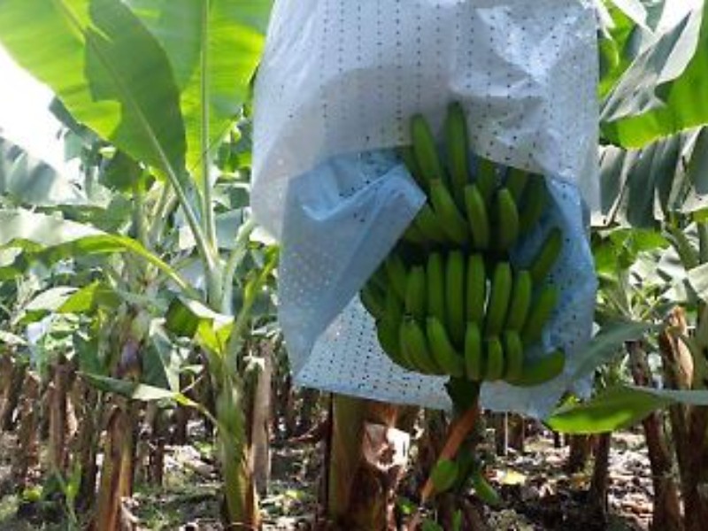 Denuncian productores de plátano por contrabando del fruto