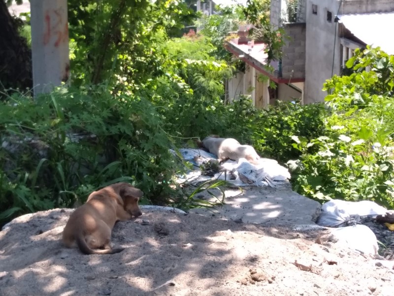 Denuncian proliferación de perros callejeros en colonia Convergencia