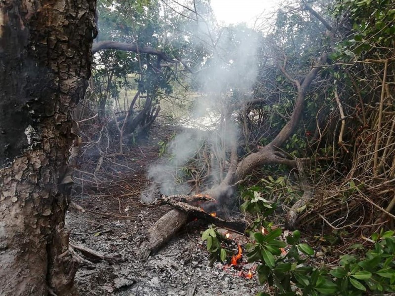 Denuncian quema de mangle en Barra de Potosí