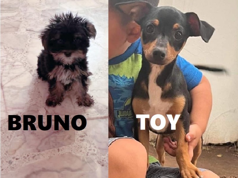 Denuncian robo de perros en diferentes colonias de Tepic