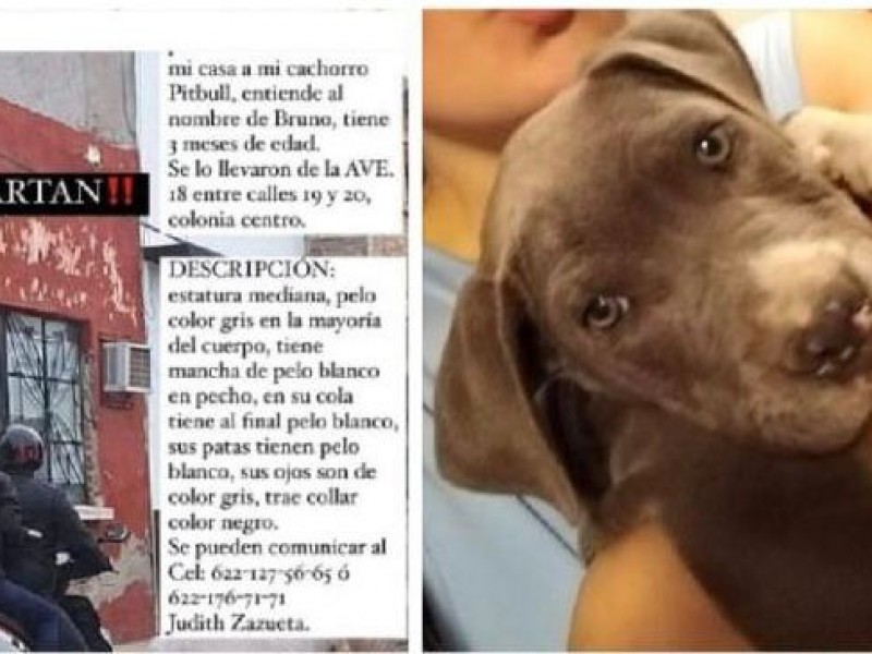 Denuncian robo de Pitbull