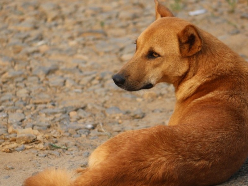 Denuncian sobrepoblación de perros callejeros en rastro de Tepic