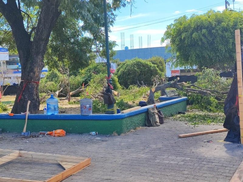 Denuncian tala árboles de la Plaza del Músico