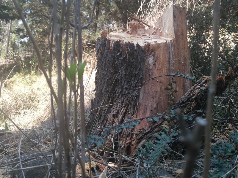 Denuncian tala clandestina en  Toluca