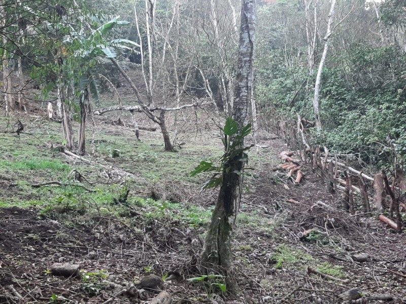 Denuncian tala de árboles en Biósfera de Los Tuxtlas