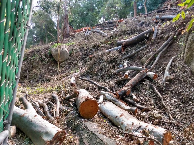 Denuncian tala de árboles en colonia Vista Bella