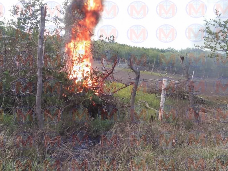 Denuncian tala ilegal de mangle en San Blas