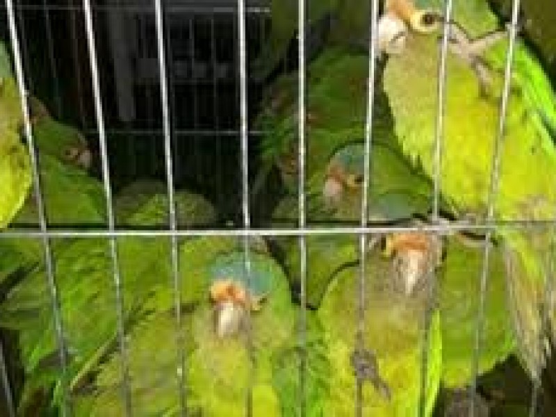Denuncian tráfico de especies en Arriaga