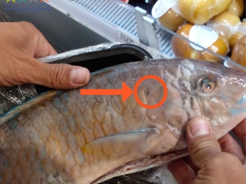 Denuncian venta de pescado capturado de manera ilegal
