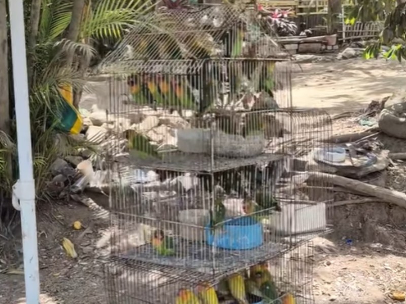 Denuncian venta ilegal de aves exóticas en BadeBa