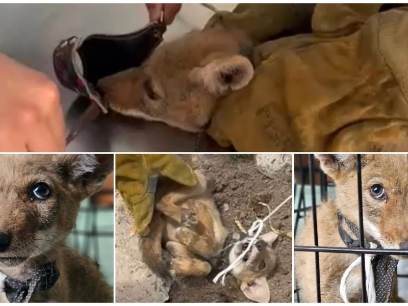 Denuncian venta ilegal de coyote en Ojocaliente por 500 pesos