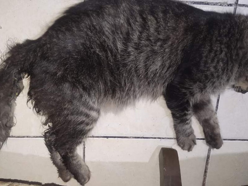 Denuncian violación a gatito en Río Medio Veracruz