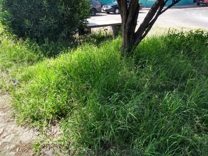 Deplorable, área verde en bulevar Xonaca