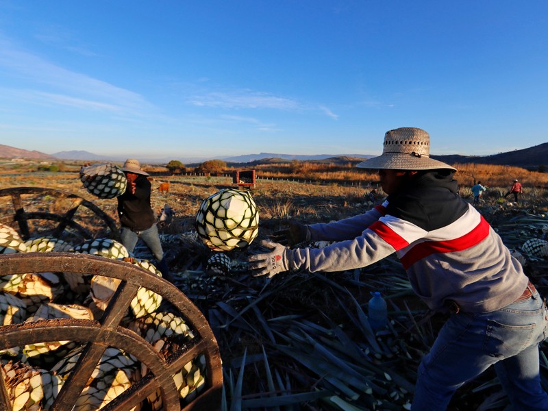 Deportaciones masivas podrían hundir la economía de Estados Unidos