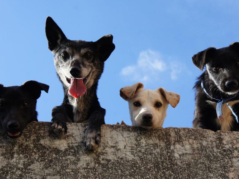 Derechos de los animales: llaman a promover el respeto y prevenir maltrato