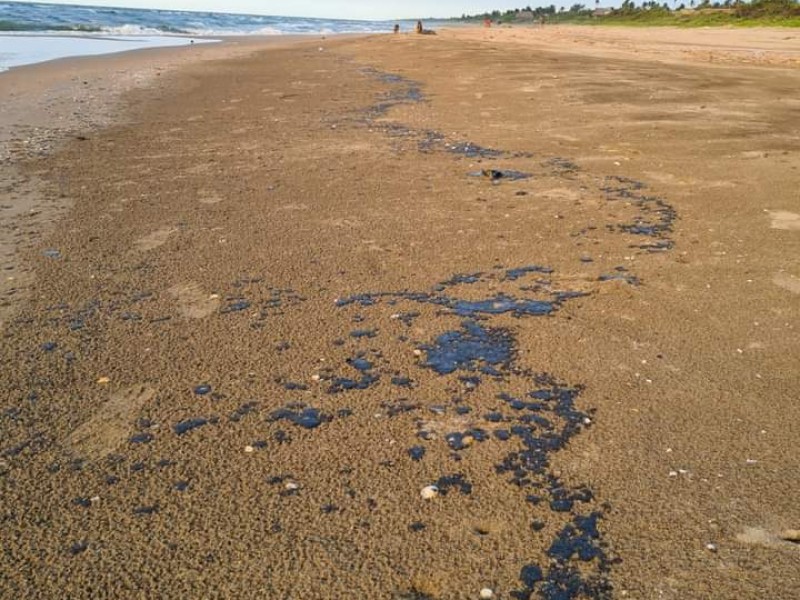 Derrame de petróleo mata tortugas en Veracruz: Fundación Caretta