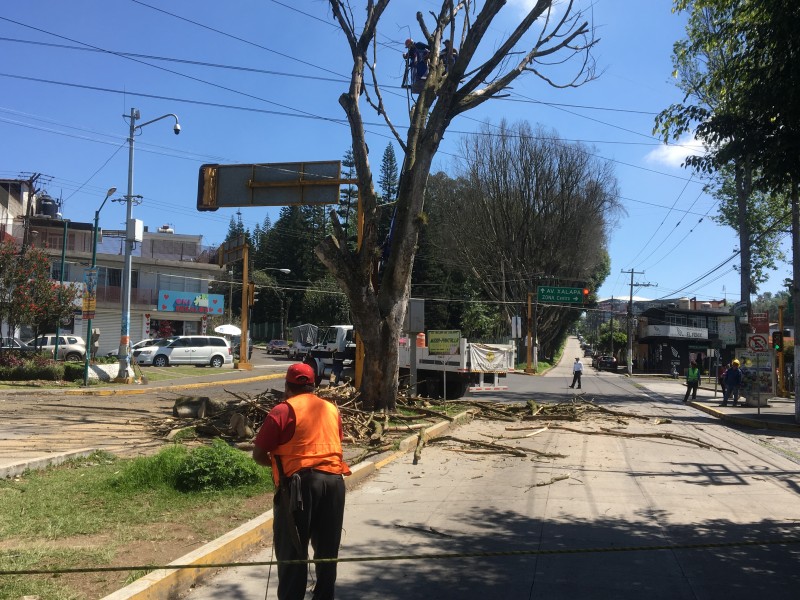 Derriban árbol de Avenida 1ro de Mayo
