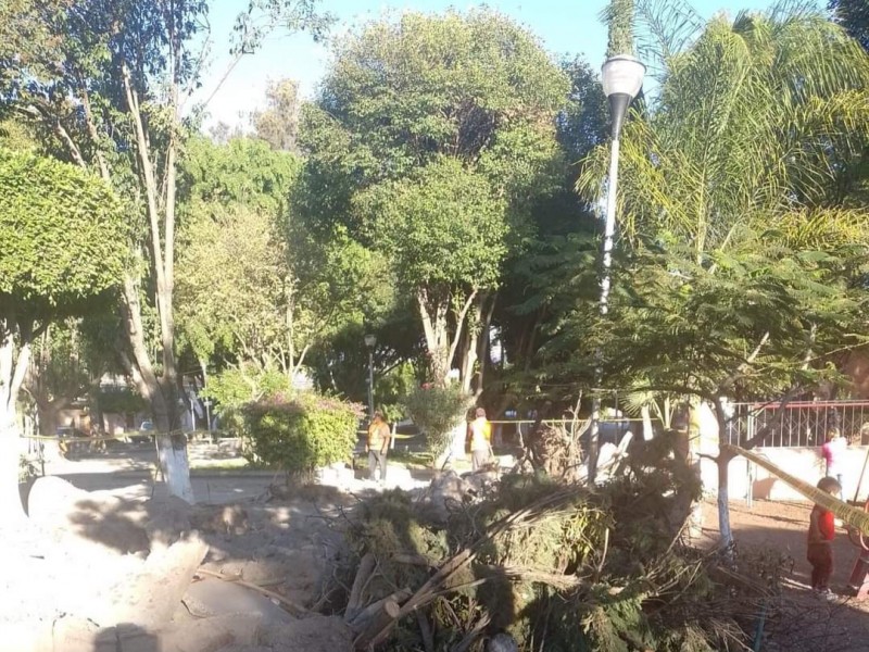 Presuntamente derriban árboles en San Nicolás, municipio dice desconocer acción