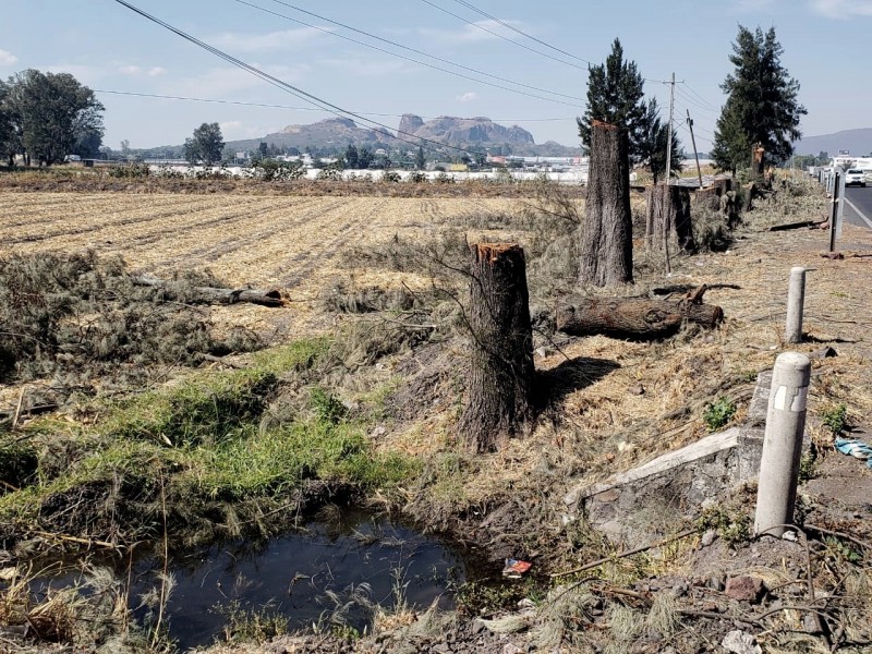 Derriban más de una decena de árboles en Zamora