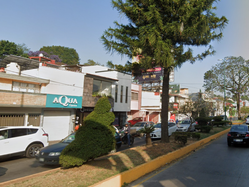 Derribarán árboles de avenida Murillo Vidal