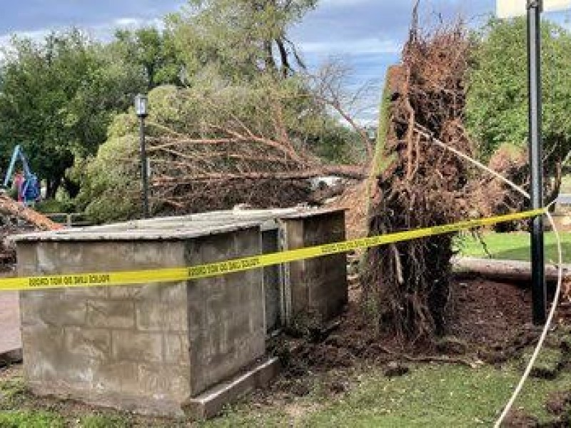 Derribo de árboles en Nogales, Arizona por tormenta del lunes