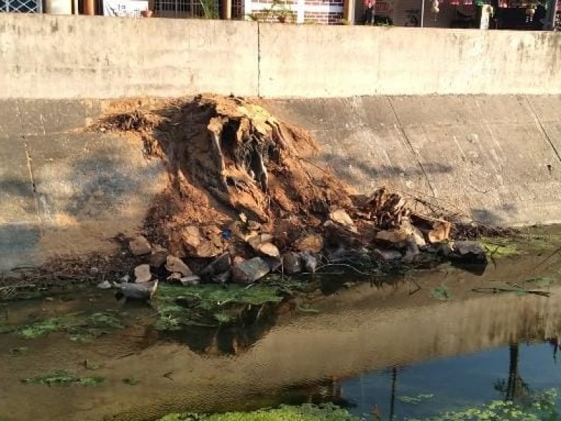 Derribo de árboles por daño a infraestructura