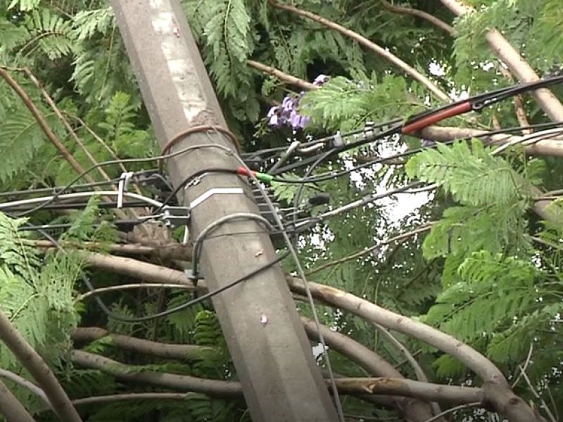 Un árbol derrumbó un poste de cemento