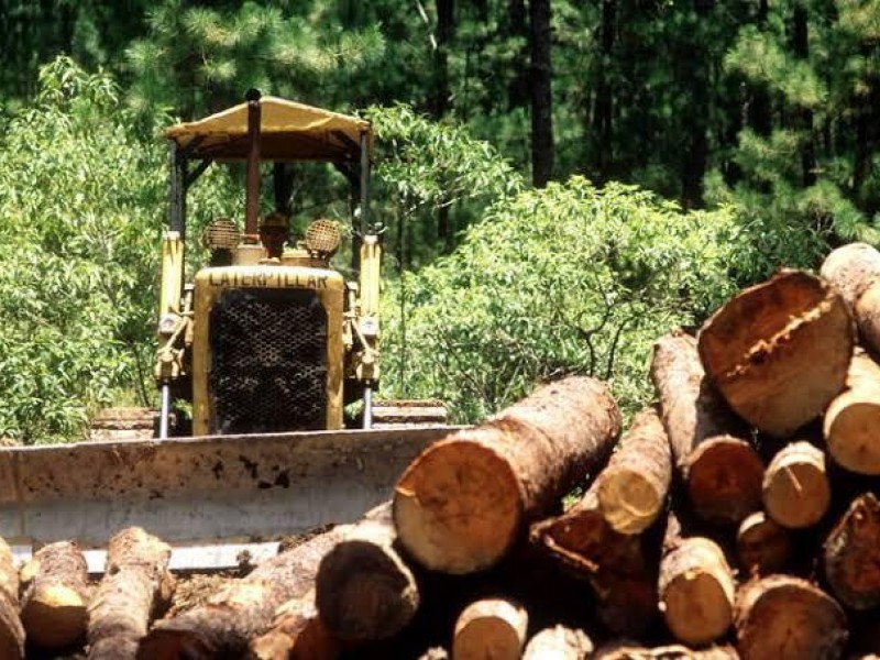 Desafíos Ambientales en Chiapas: Pérdida del 13.3% de Cobertura Forestal