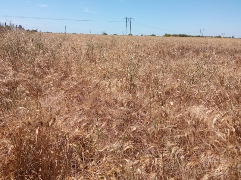 Desafíos en la trilla de trigo, prevén bajo rendimiento