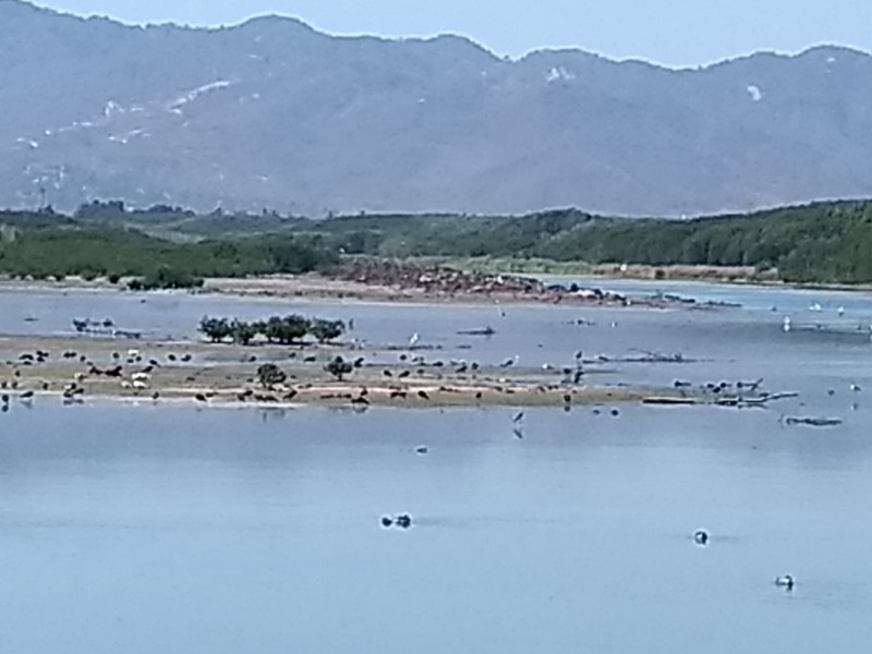 Desaparecen aves en el Valle de las Garzas