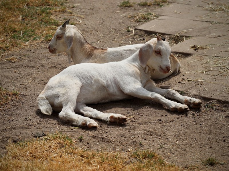 Desaparecen productores de cabras en la Laguna