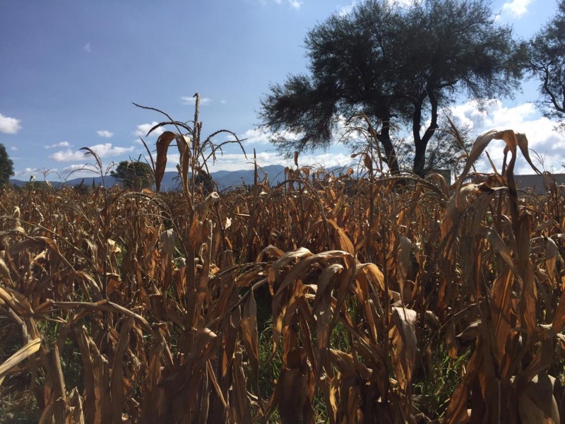 Desaparecen tres reservas de agua en Miahuatlán