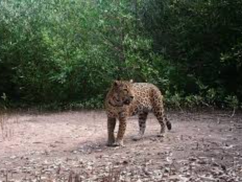 Desaparición de jaguares en Nayarit por mudanza a otro estado