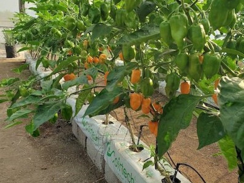 Desarrollan métodos para cultivar papaya y chile con menos agua